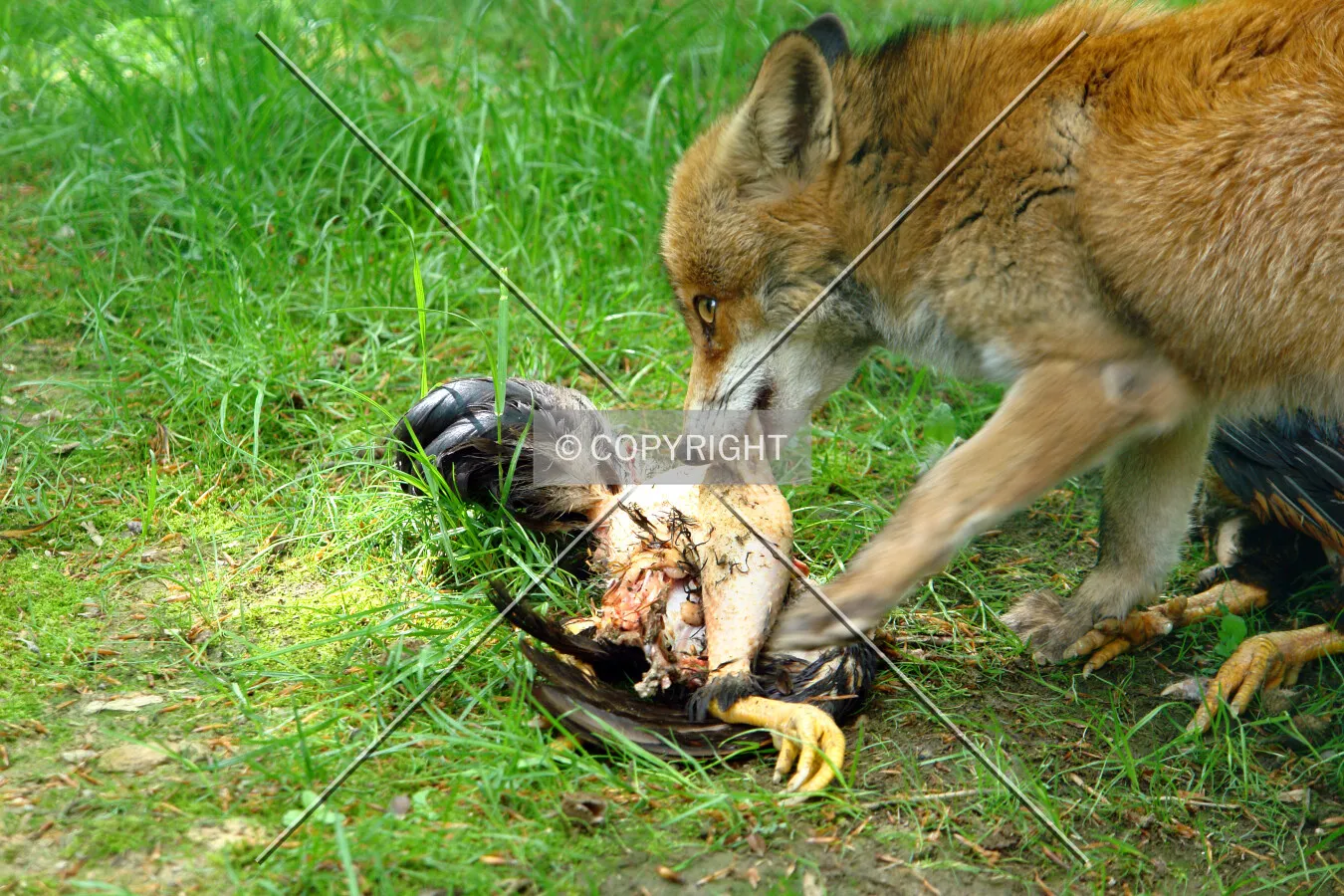 Fox eating prey chicken