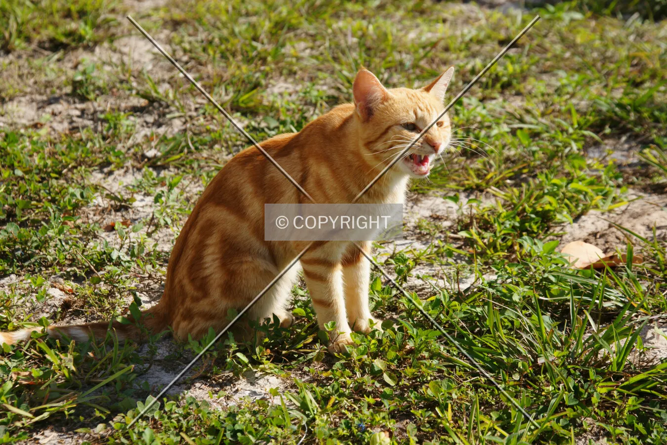 A meowing cat