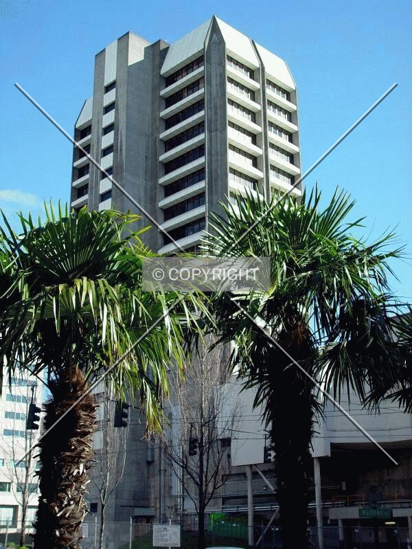 Yes, palm trees in Seattle