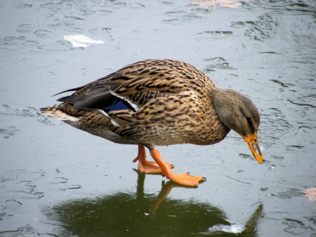 Duck over ice