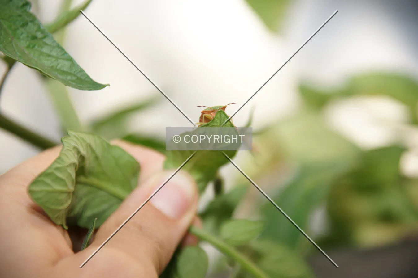 A hand is grabbing green leaves