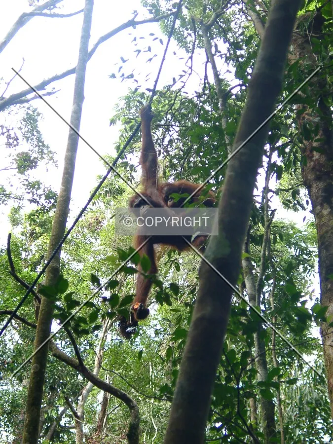 urangutan mother with baby