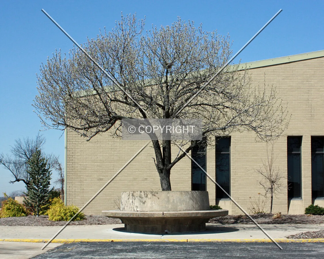 A tree and bench outside the main entrance