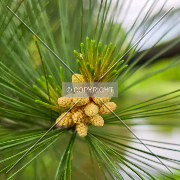 Photo 084-554-511