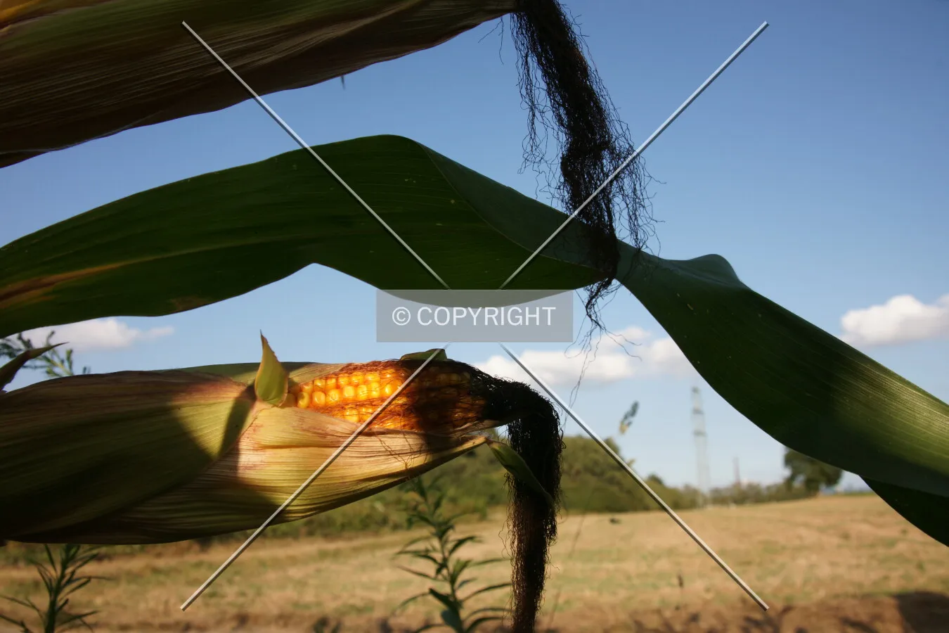 A corncob