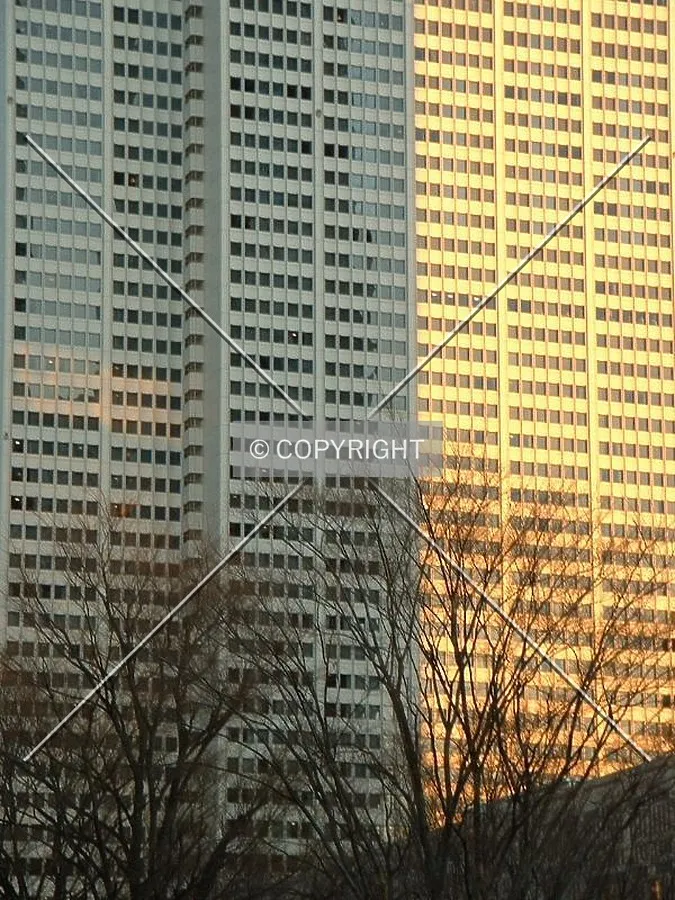 Trees and sunlight