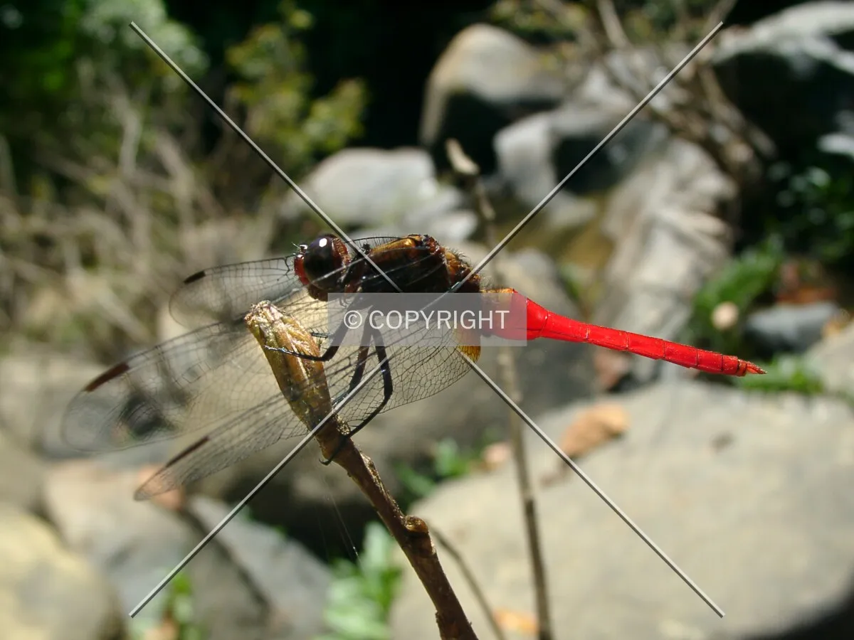 dragonfly