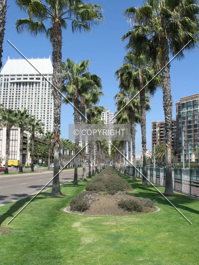 Palm trees next to the tramways