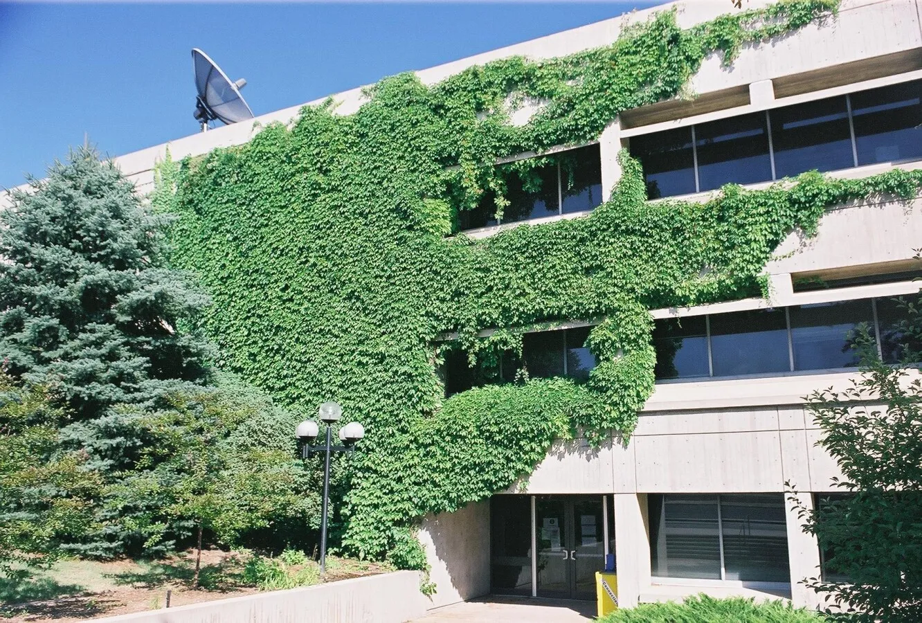 Ivy covered wall