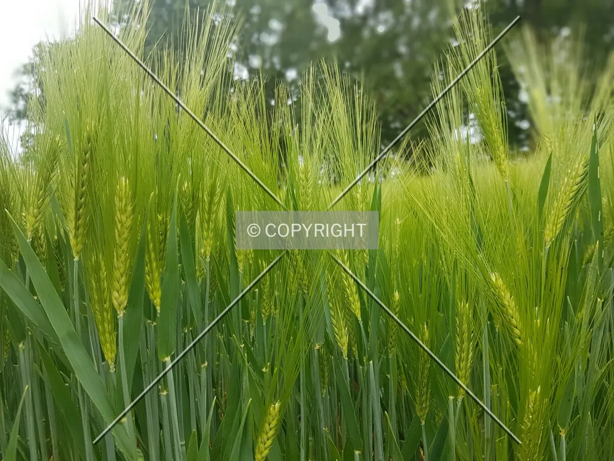 A green cornfield