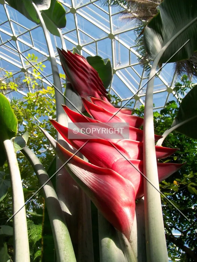 Looking up from the base of a tree towards the glass ceiling; May 9, 2009