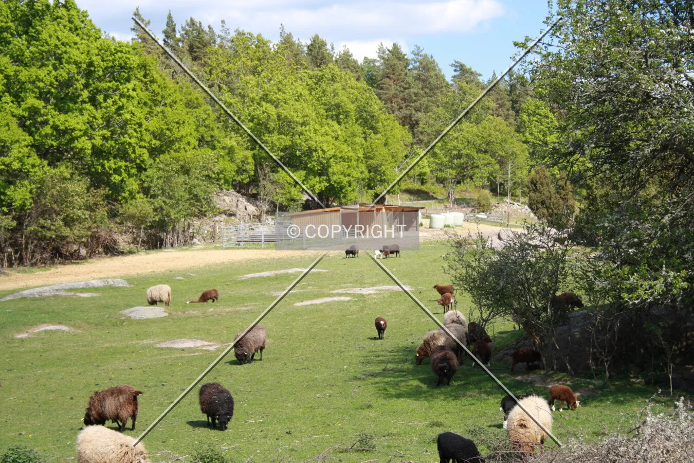 Grazing sheep