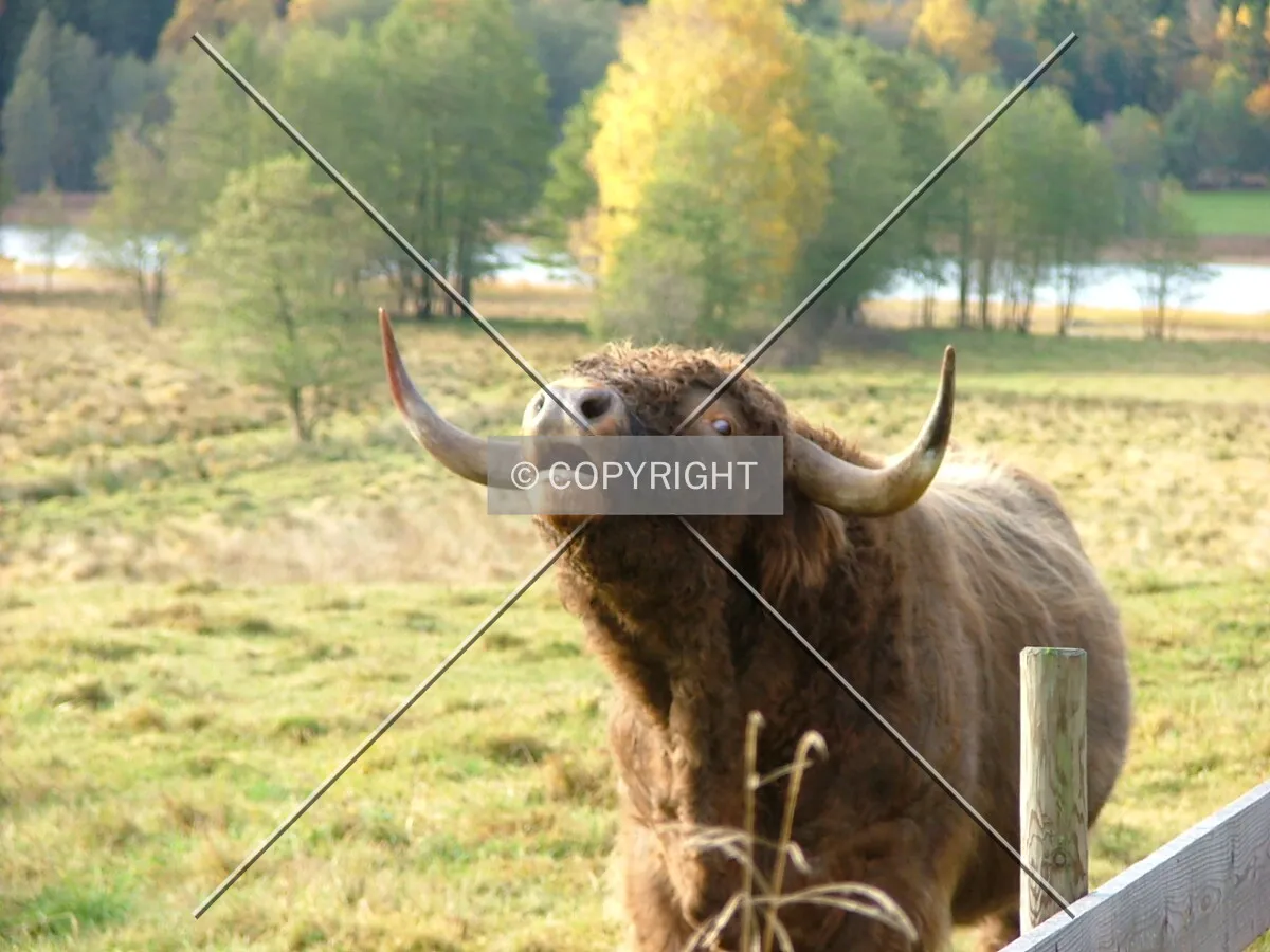 bawling Highland Cattle