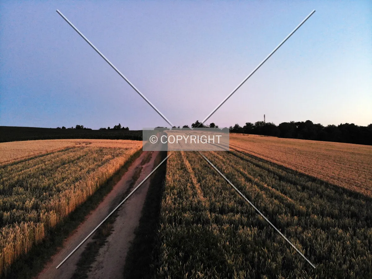 Field