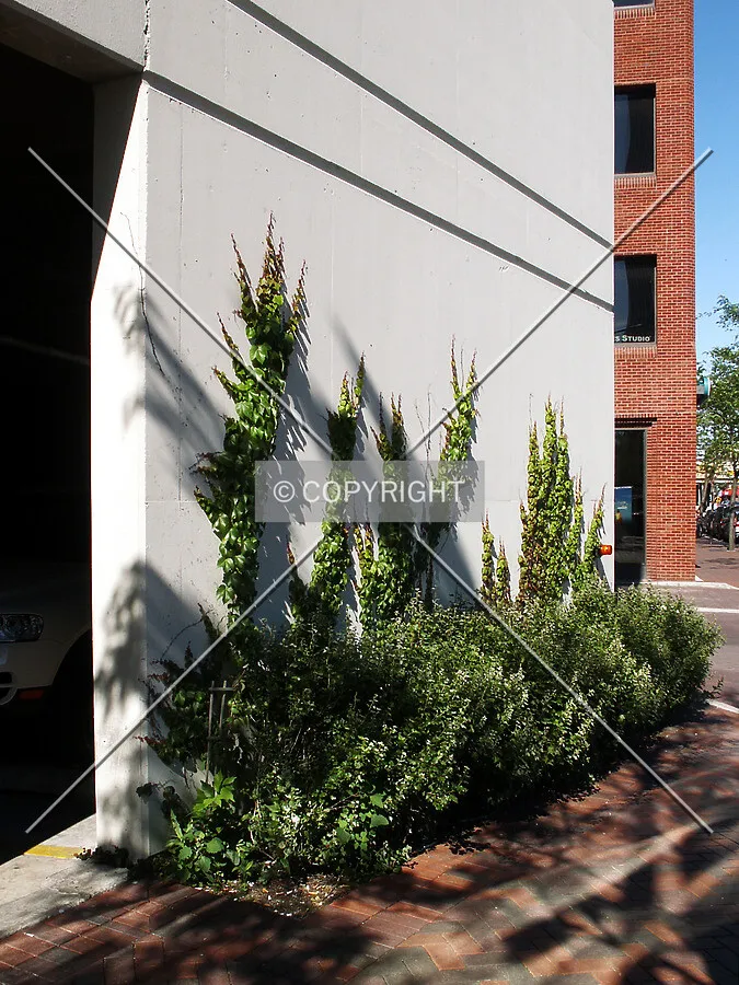 Ivy growing up the northwest corner
