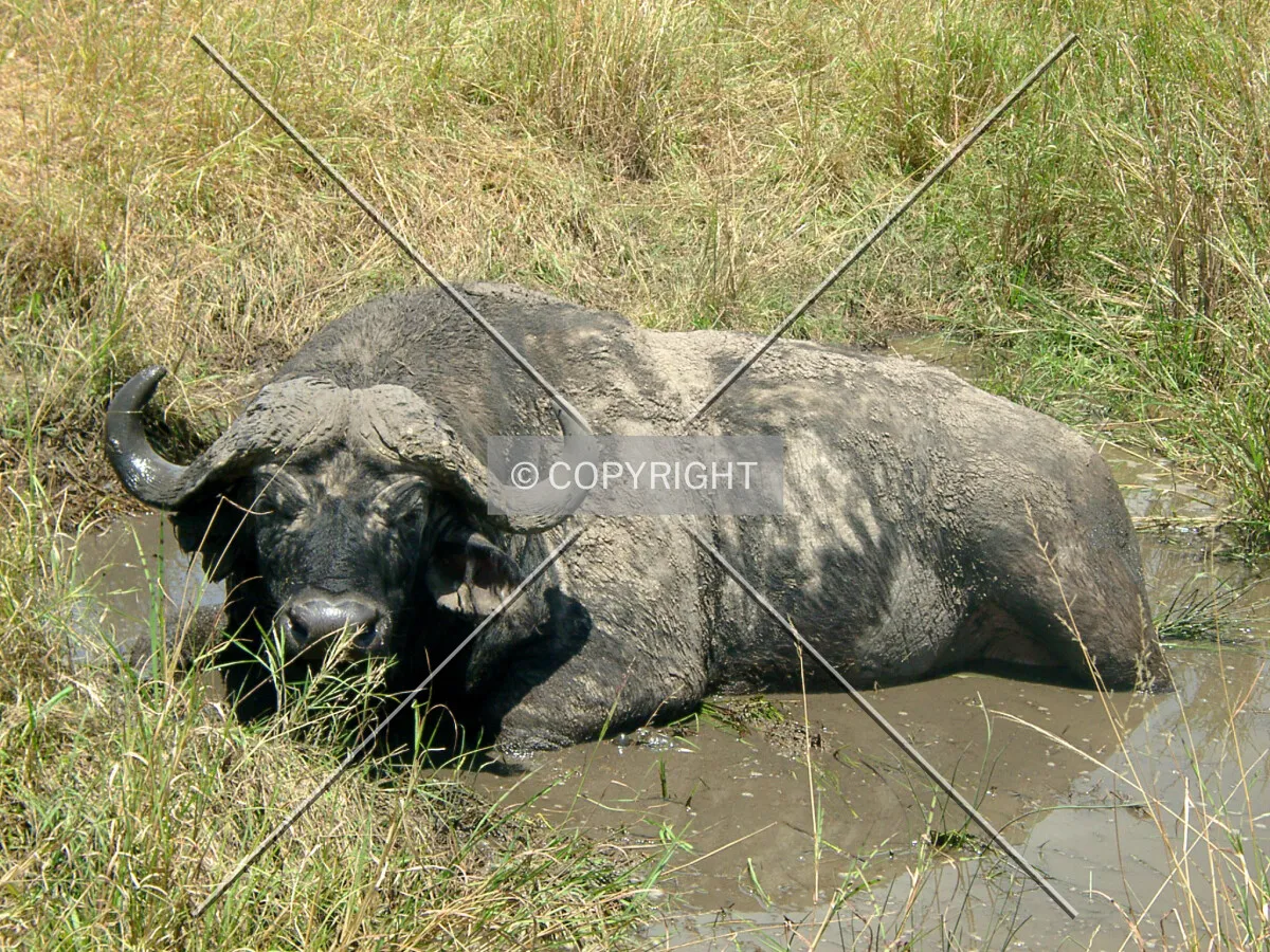 African Buffalo in mud