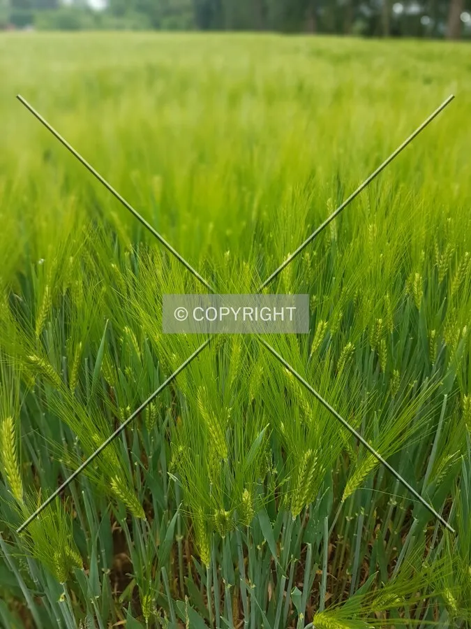 A green cornfield