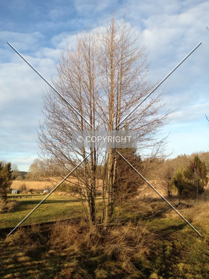 A broad-leafed tree in winter time