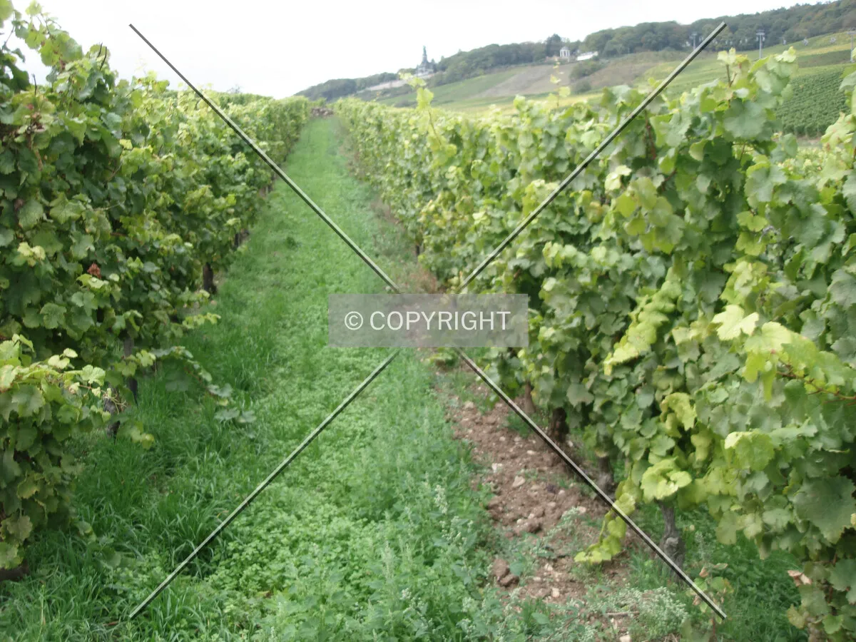 Vine plans in a vineyard