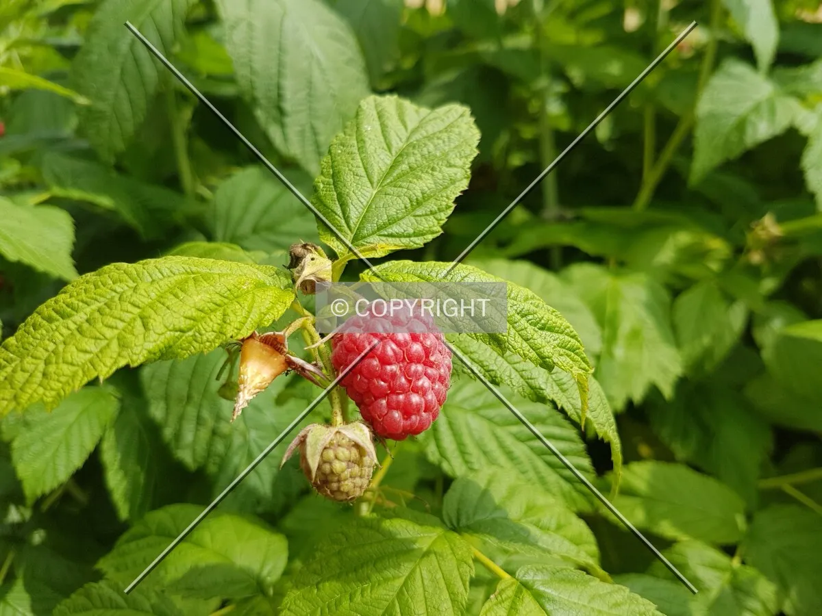 Raspberries