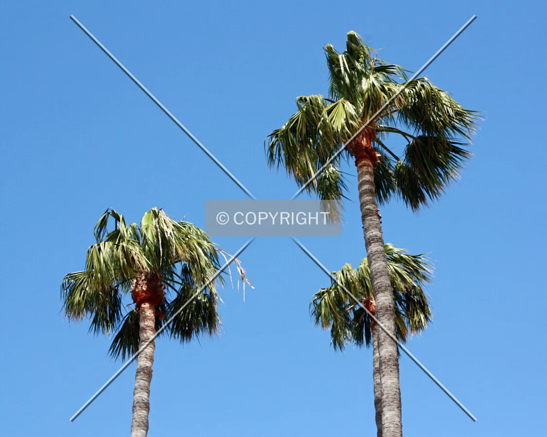 Looking up at three palm trees