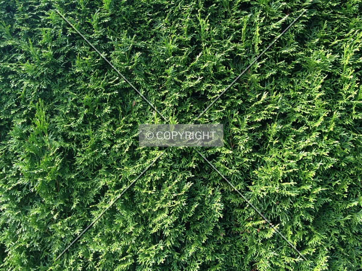 A green hedge
