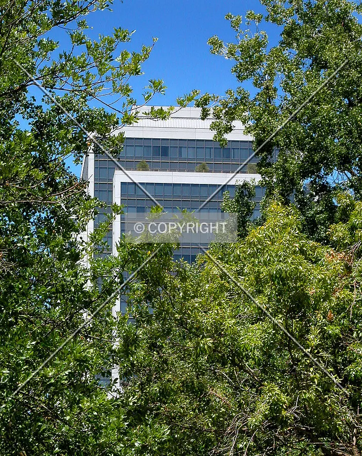 Top hidden by trees