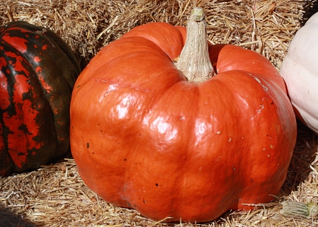 Pumpkins on display