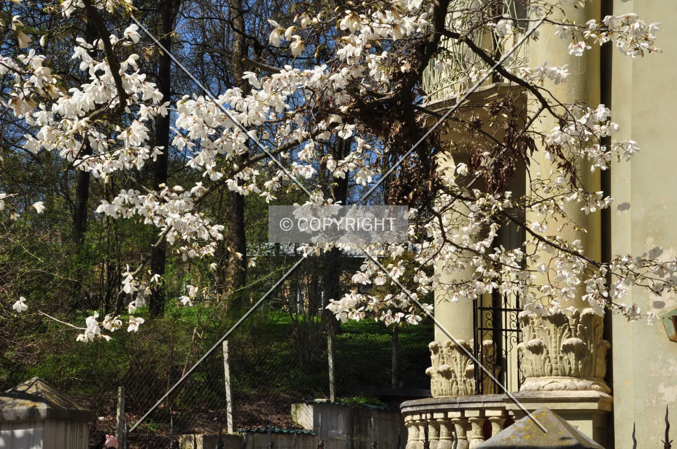 Flowering magnolia