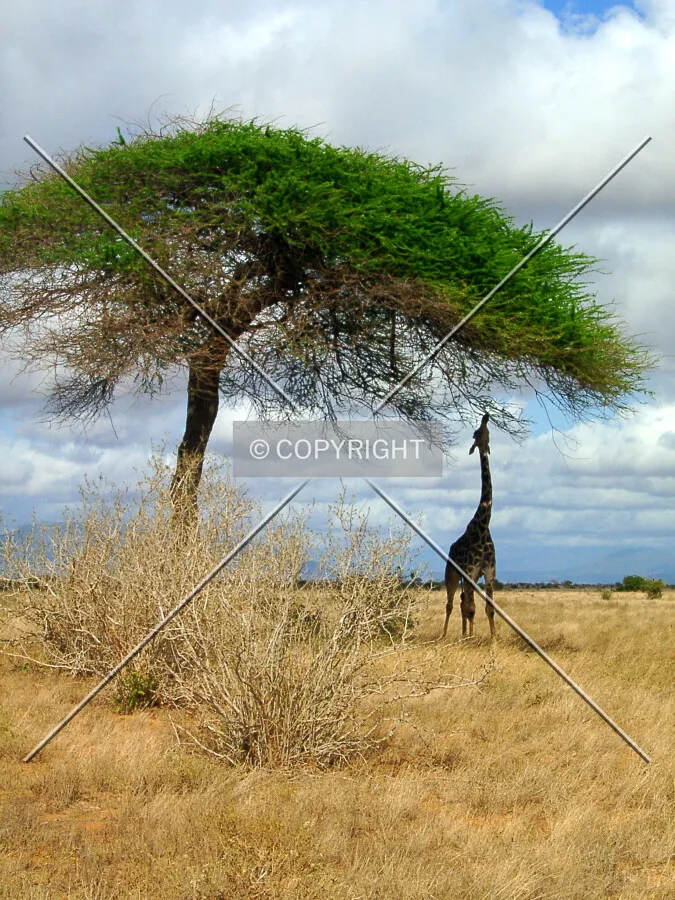 Giraffe eating from a tree