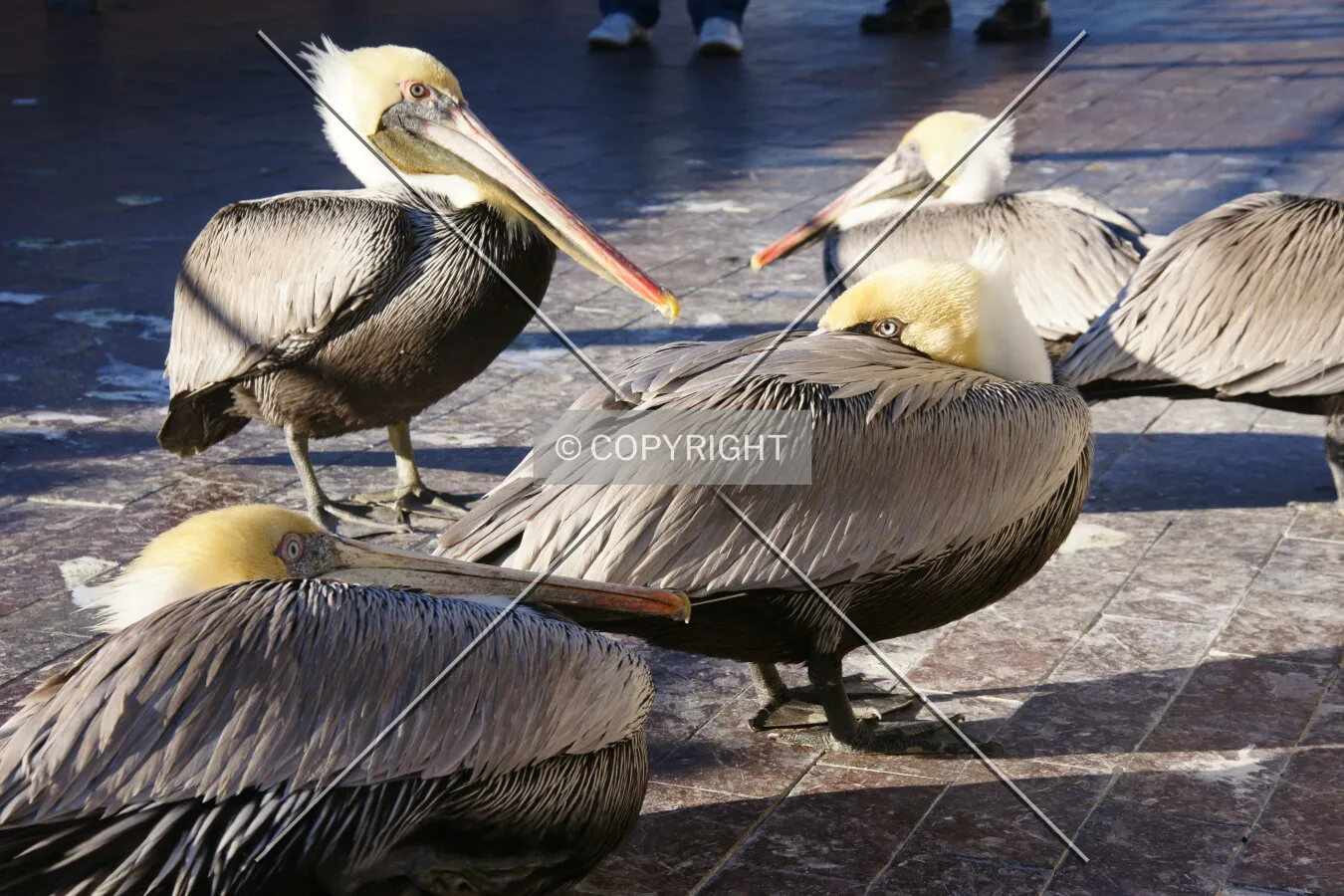 Pelicans on a wharf