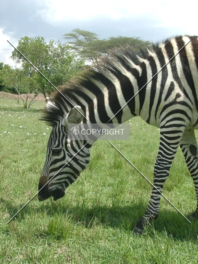 Zebra eating gras