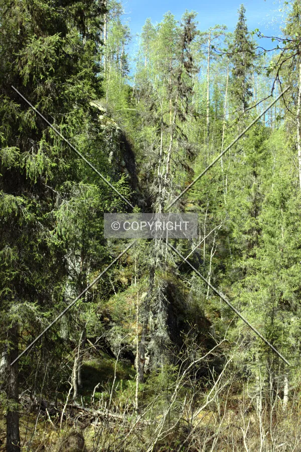 Oulanka National Park