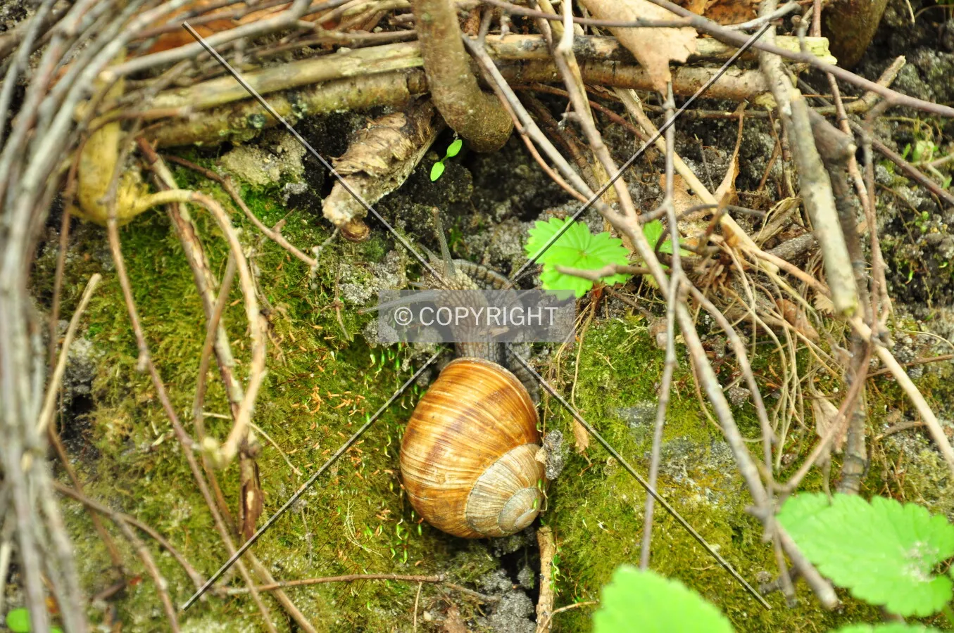 The snail