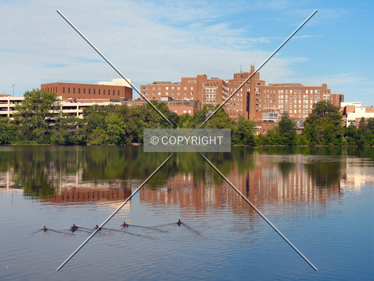 Ducks making their way across the Mississippi