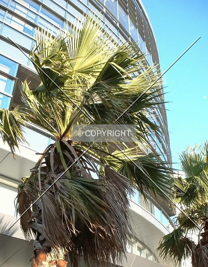 Coconut trees and moon