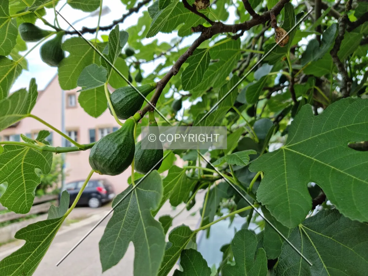 Photo 008-917-970