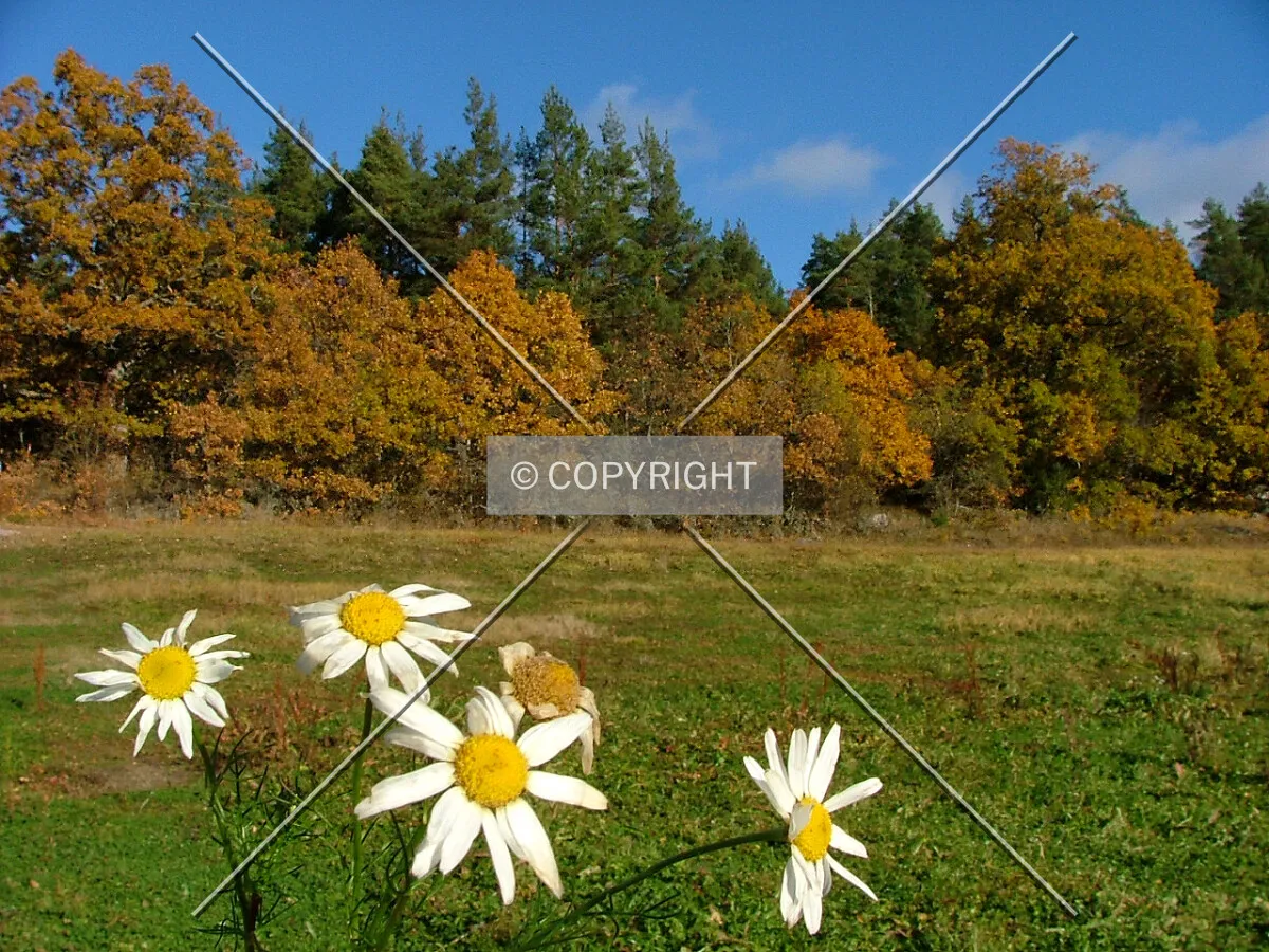 Photo 892-379-052