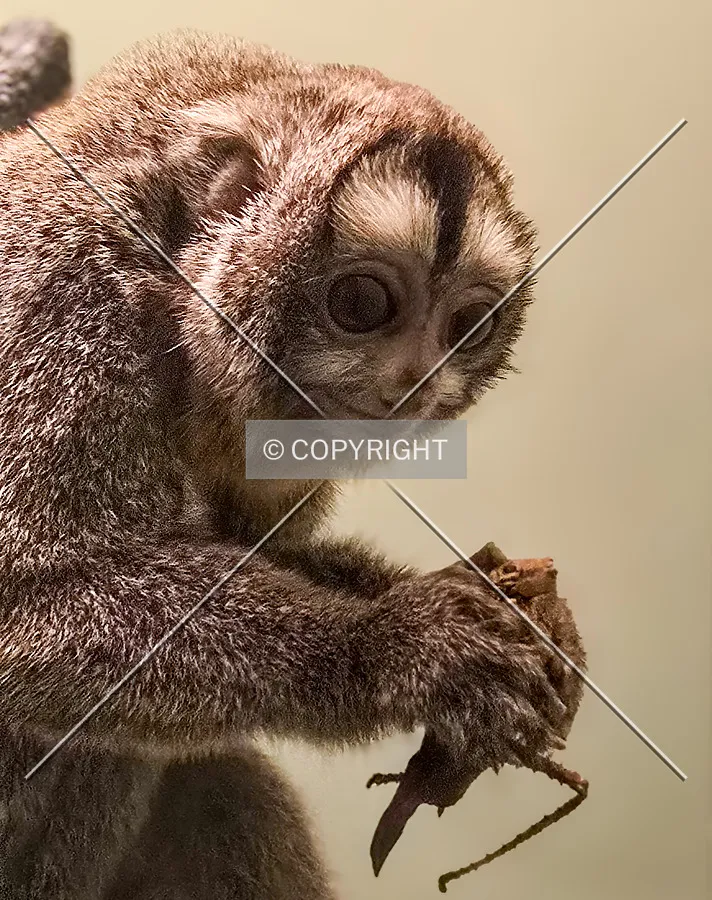 A night monkey on display: April 14, 2025
