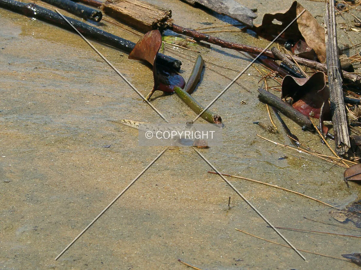 mudskipper in Borneo