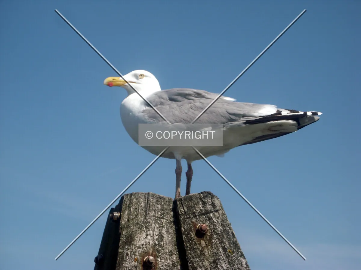 A standing seagull