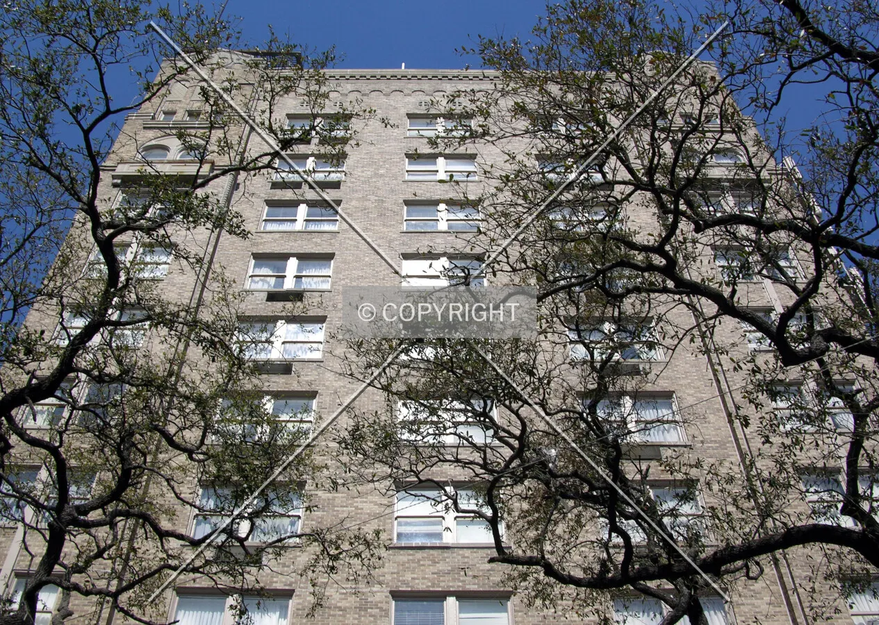 Looking up through the trees along St. Charles Avenue