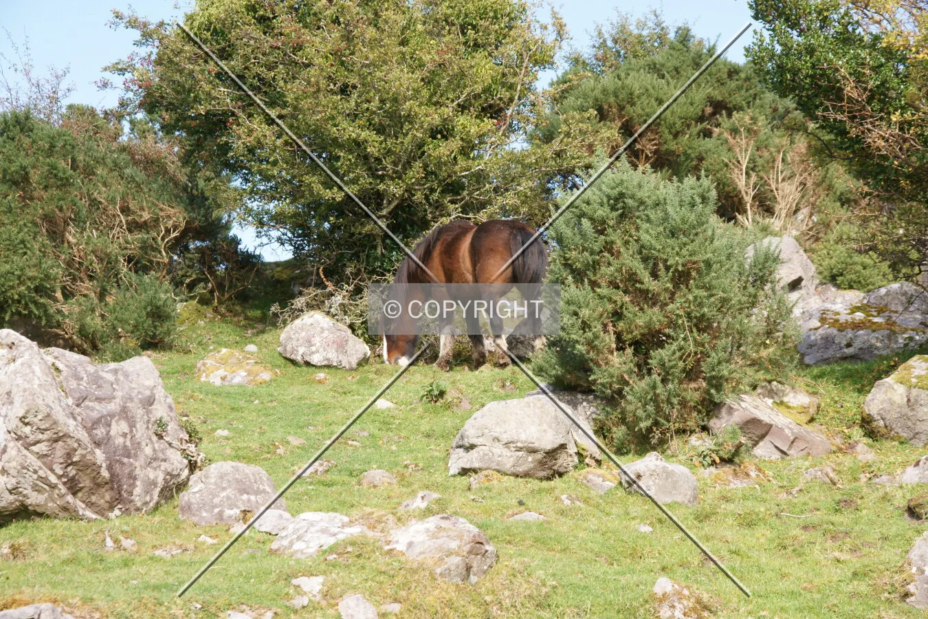 Photo 898-658-438