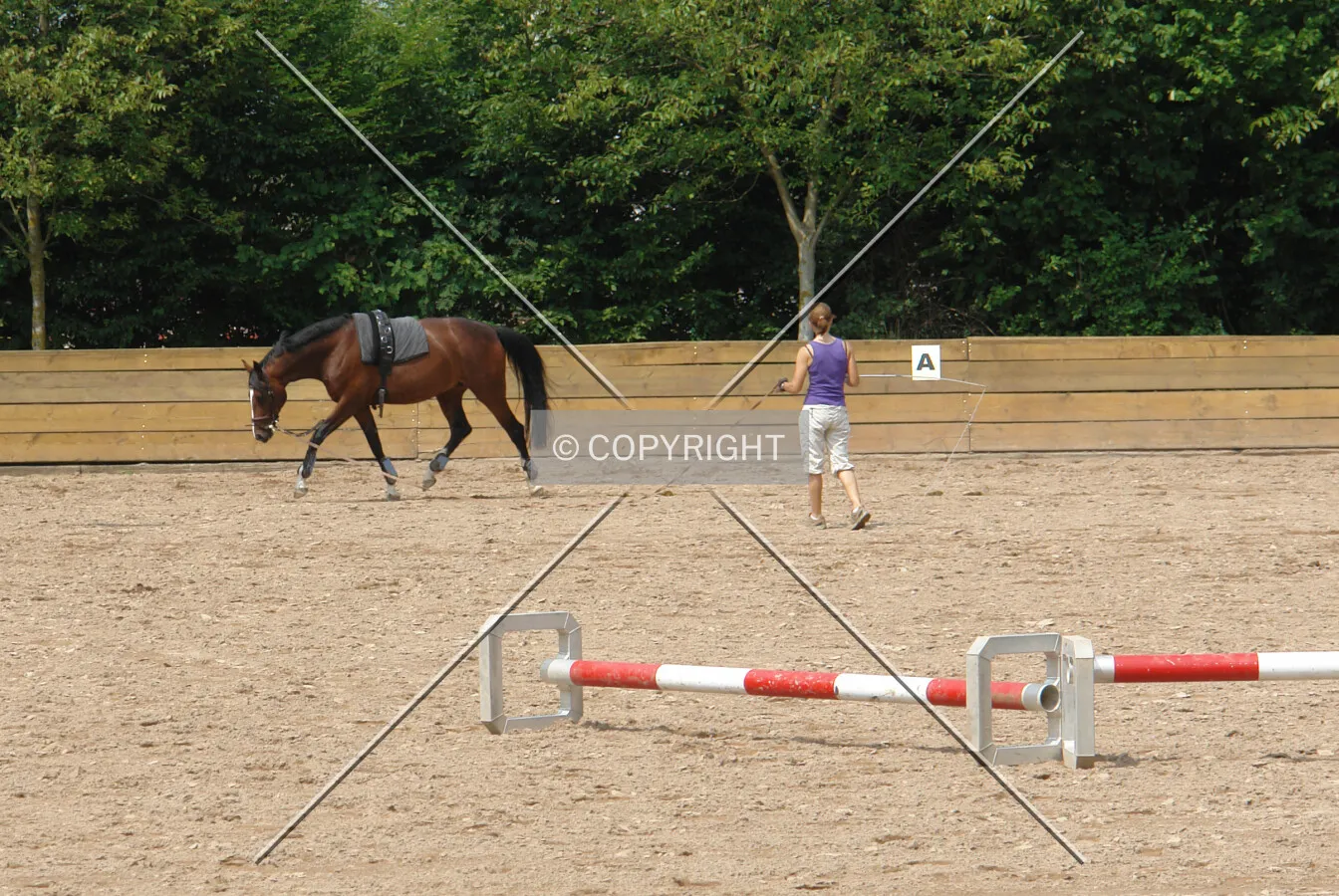 A horse is lunged
