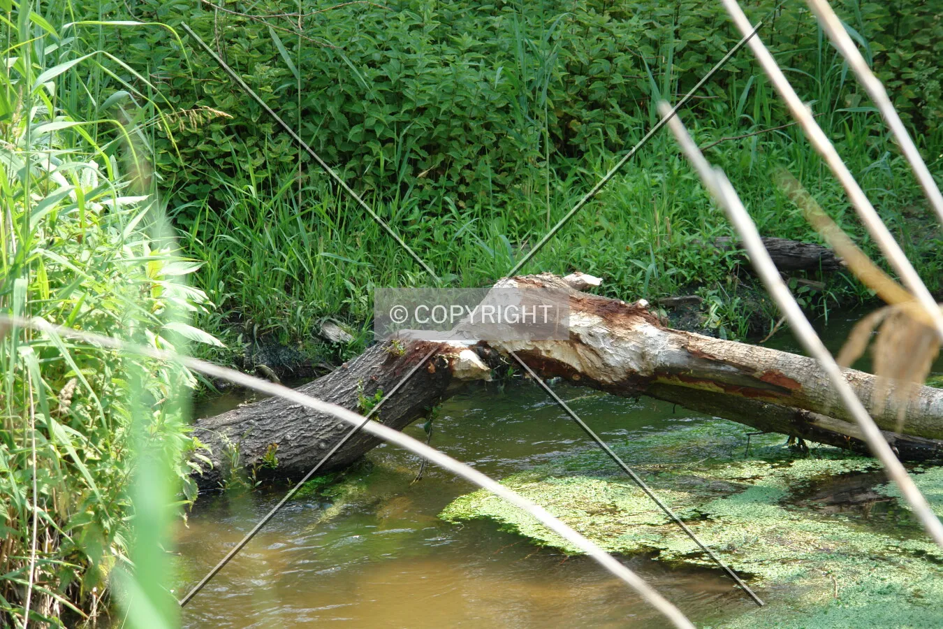 A tree which was felled by a beaver