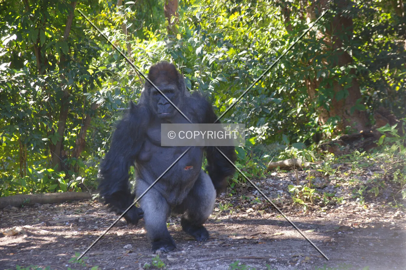 A big, old gorilla