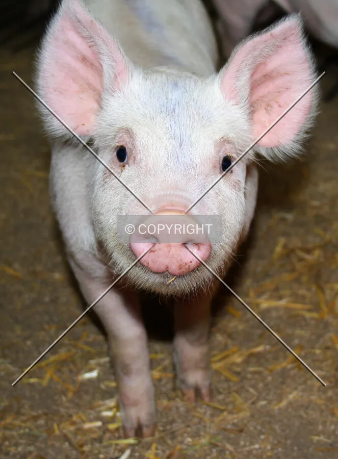 A cute young pig