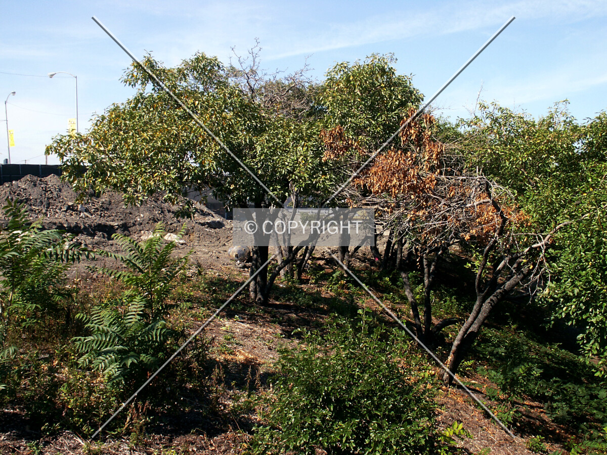 Forest between the site and the Kennedy Expressway