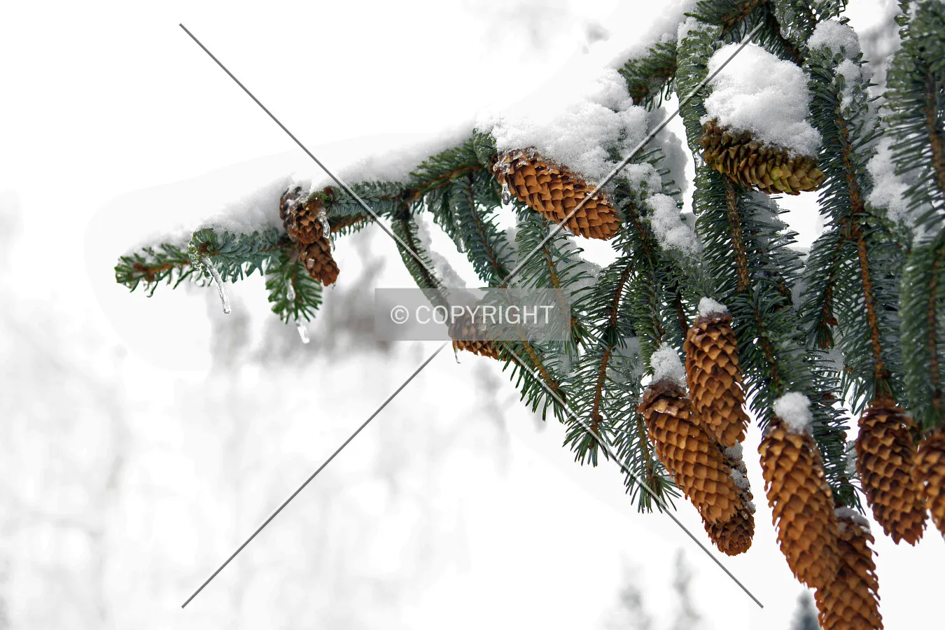 fire cones with snow in winter