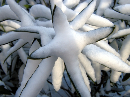 Snow over plant